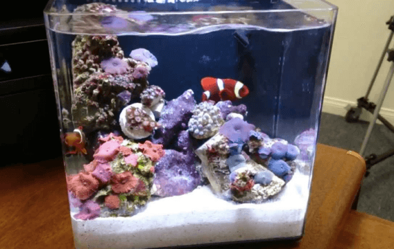 Contoh Aquarium Air Tawar, Inspirasi Aquarium Air Tawar, Contoh Inspirasi Aquarium Air Tawar, Contoh Ide Aquarium Air Tawar, Ide Aquarium Air Tawar, Bentuk Aquarium Air Tawar, Referensi Aquarium Air Tawar