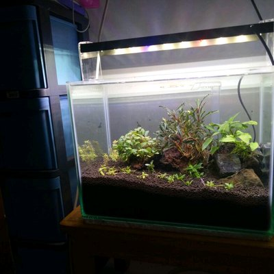 Contoh Aquarium Air Tawar, Inspirasi Aquarium Air Tawar, Contoh Inspirasi Aquarium Air Tawar, Contoh Ide Aquarium Air Tawar, Ide Aquarium Air Tawar, Bentuk Aquarium Air Tawar, Referensi Aquarium Air Tawar