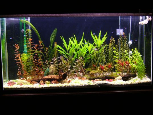 Contoh Aquarium Air Tawar, Inspirasi Aquarium Air Tawar, Contoh Inspirasi Aquarium Air Tawar, Contoh Ide Aquarium Air Tawar, Ide Aquarium Air Tawar, Bentuk Aquarium Air Tawar, Referensi Aquarium Air Tawar