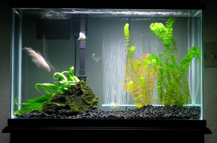 Contoh Aquarium Air Tawar, Inspirasi Aquarium Air Tawar, Contoh Inspirasi Aquarium Air Tawar, Contoh Ide Aquarium Air Tawar, Ide Aquarium Air Tawar, Bentuk Aquarium Air Tawar, Referensi Aquarium Air Tawar