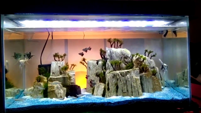 Contoh Aquarium Air Tawar, Inspirasi Aquarium Air Tawar, Contoh Inspirasi Aquarium Air Tawar, Contoh Ide Aquarium Air Tawar, Ide Aquarium Air Tawar, Bentuk Aquarium Air Tawar, Referensi Aquarium Air Tawar