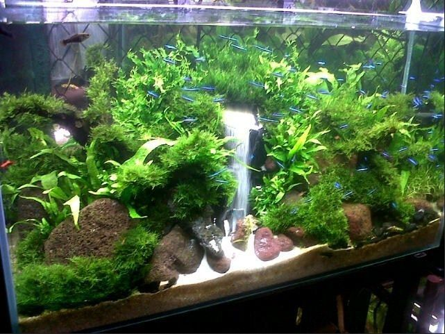 Contoh Aquarium Air Tawar, Inspirasi Aquarium Air Tawar, Contoh Inspirasi Aquarium Air Tawar, Contoh Ide Aquarium Air Tawar, Ide Aquarium Air Tawar, Bentuk Aquarium Air Tawar, Referensi Aquarium Air Tawar