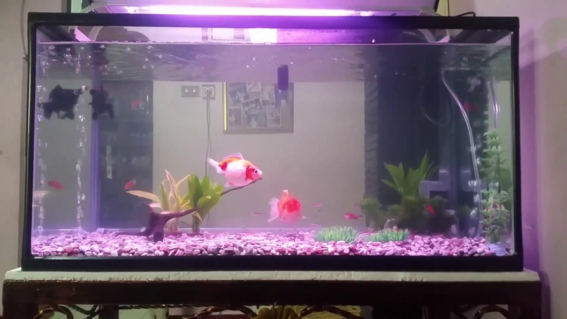 Contoh Aquarium Air Tawar, Inspirasi Aquarium Air Tawar, Contoh Inspirasi Aquarium Air Tawar, Contoh Ide Aquarium Air Tawar, Ide Aquarium Air Tawar, Bentuk Aquarium Air Tawar, Referensi Aquarium Air Tawar