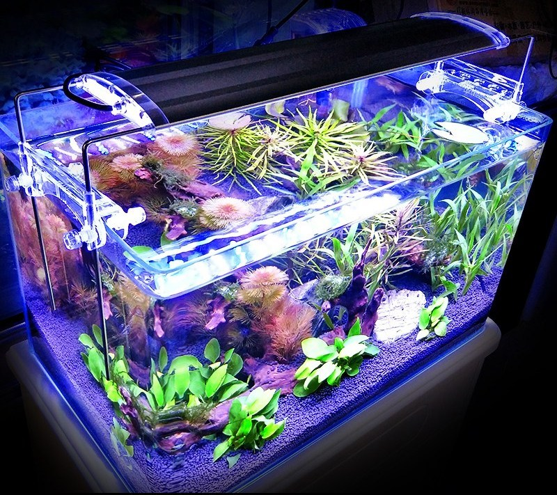 Contoh Tutup Aquarium Minimalis, Inspirasi Tutup Aquarium Minimalis, Contoh Inspirasi Tutup Aquarium Minimalis, Contoh Ide Tutup Aquarium Minimalis, Ide Tutup Aquarium Minimalis, Bentuk Tutup Aquarium Minimalis, Referensi Tutup Aquarium Minimalis