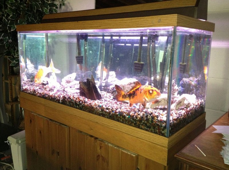 Contoh Tutup Aquarium Minimalis, Inspirasi Tutup Aquarium Minimalis, Contoh Inspirasi Tutup Aquarium Minimalis, Contoh Ide Tutup Aquarium Minimalis, Ide Tutup Aquarium Minimalis, Bentuk Tutup Aquarium Minimalis, Referensi Tutup Aquarium Minimalis