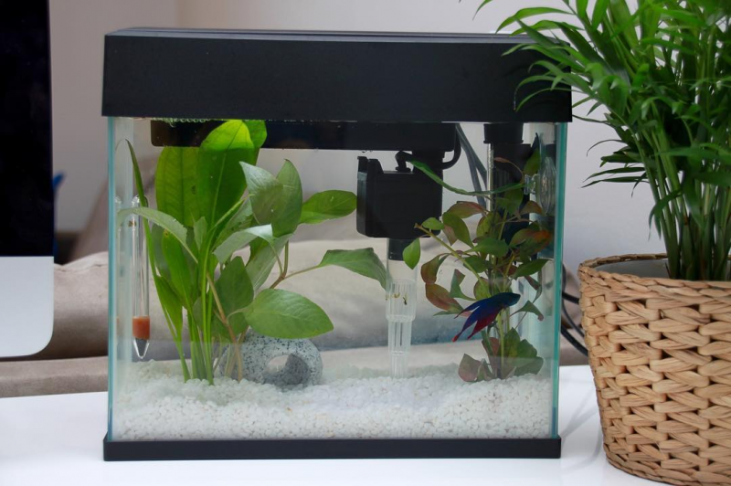Contoh Tutup Aquarium Minimalis, Inspirasi Tutup Aquarium Minimalis, Contoh Inspirasi Tutup Aquarium Minimalis, Contoh Ide Tutup Aquarium Minimalis, Ide Tutup Aquarium Minimalis, Bentuk Tutup Aquarium Minimalis, Referensi Tutup Aquarium Minimalis