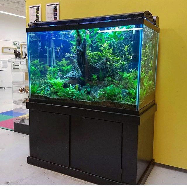 Contoh Tutup Aquarium Minimalis, Inspirasi Tutup Aquarium Minimalis, Contoh Inspirasi Tutup Aquarium Minimalis, Contoh Ide Tutup Aquarium Minimalis, Ide Tutup Aquarium Minimalis, Bentuk Tutup Aquarium Minimalis, Referensi Tutup Aquarium Minimalis
