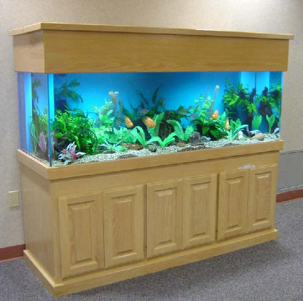 Contoh Tutup Aquarium Minimalis, Inspirasi Tutup Aquarium Minimalis, Contoh Inspirasi Tutup Aquarium Minimalis, Contoh Ide Tutup Aquarium Minimalis, Ide Tutup Aquarium Minimalis, Bentuk Tutup Aquarium Minimalis, Referensi Tutup Aquarium Minimalis
