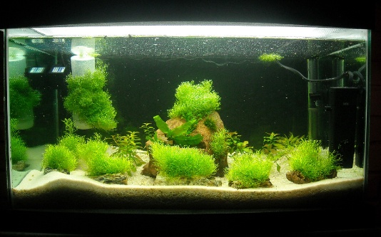 Membuat Dekorasi Desain Aquarium