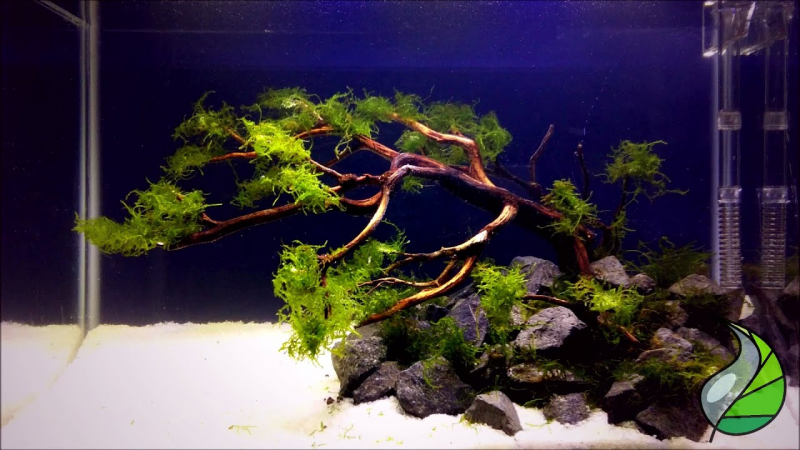 Proses Pengisian Air Dalam Aquarium
