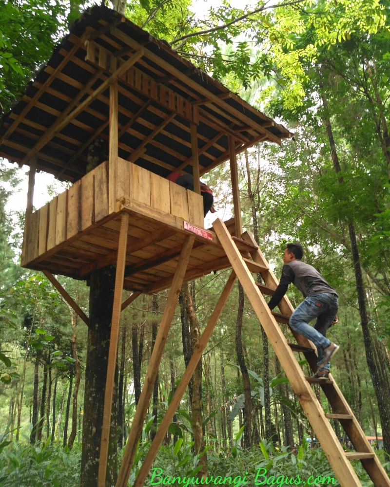 Desain Rumah Pohon Terupdate