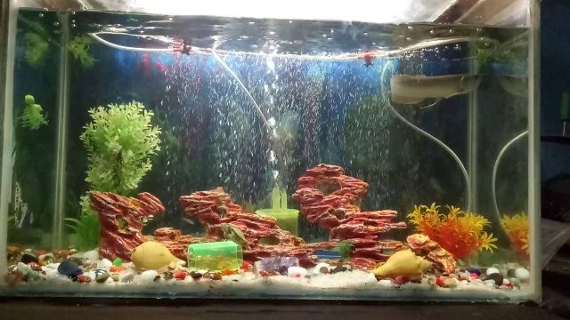 Contoh Desain Aquarium Arwana, Inspirasi Desain Aquarium Arwana, Contoh Inspirasi Desain Aquarium Arwana, Contoh Ide Desain Aquarium Arwana, Ide Desain Aquarium Arwana, Bentuk Desain Aquarium Arwana, Referensi Desain Aquarium Arwana Contoh Desain Aquarium Arwana, Inspirasi Desain Aquarium Arwana, Contoh Inspirasi Desain Aquarium Arwana, Contoh Ide Desain Aquarium Arwana, Ide Desain Aquarium Arwana, Bentuk Desain Aquarium Arwana, Referensi Desain Aquarium Arwana