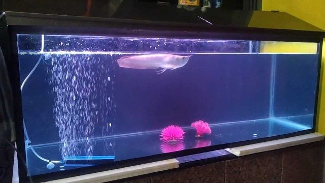 Contoh Desain Aquarium Arwana, Inspirasi Desain Aquarium Arwana, Contoh Inspirasi Desain Aquarium Arwana, Contoh Ide Desain Aquarium Arwana, Ide Desain Aquarium Arwana, Bentuk Desain Aquarium Arwana, Referensi Desain Aquarium Arwana Contoh Desain Aquarium Arwana, Inspirasi Desain Aquarium Arwana, Contoh Inspirasi Desain Aquarium Arwana, Contoh Ide Desain Aquarium Arwana, Ide Desain Aquarium Arwana, Bentuk Desain Aquarium Arwana, Referensi Desain Aquarium Arwana