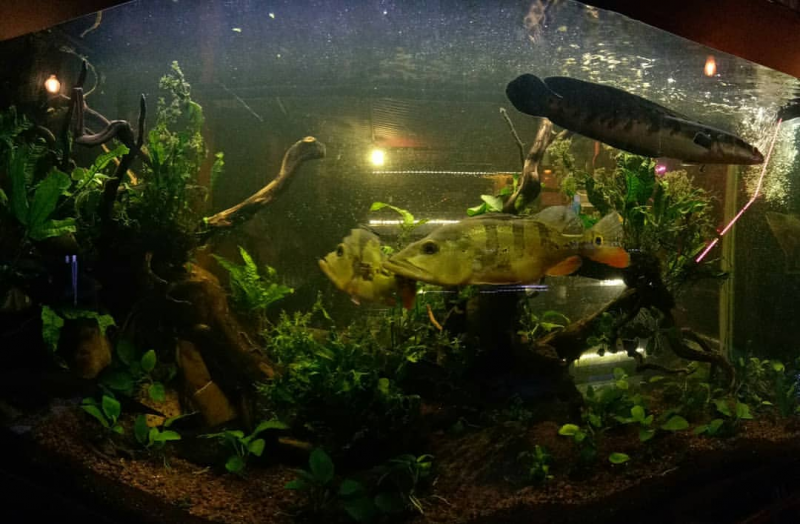 Contoh Desain Aquarium Arwana, Inspirasi Desain Aquarium Arwana, Contoh Inspirasi Desain Aquarium Arwana, Contoh Ide Desain Aquarium Arwana, Ide Desain Aquarium Arwana, Bentuk Desain Aquarium Arwana, Referensi Desain Aquarium Arwana Contoh Desain Aquarium Arwana, Inspirasi Desain Aquarium Arwana, Contoh Inspirasi Desain Aquarium Arwana, Contoh Ide Desain Aquarium Arwana, Ide Desain Aquarium Arwana, Bentuk Desain Aquarium Arwana, Referensi Desain Aquarium Arwana