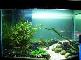 Contoh Desain Aquarium Arwana, Inspirasi Desain Aquarium Arwana, Contoh Inspirasi Desain Aquarium Arwana, Contoh Ide Desain Aquarium Arwana, Ide Desain Aquarium Arwana, Bentuk Desain Aquarium Arwana, Referensi Desain Aquarium Arwana Contoh Desain Aquarium Arwana, Inspirasi Desain Aquarium Arwana, Contoh Inspirasi Desain Aquarium Arwana, Contoh Ide Desain Aquarium Arwana, Ide Desain Aquarium Arwana, Bentuk Desain Aquarium Arwana, Referensi Desain Aquarium Arwana