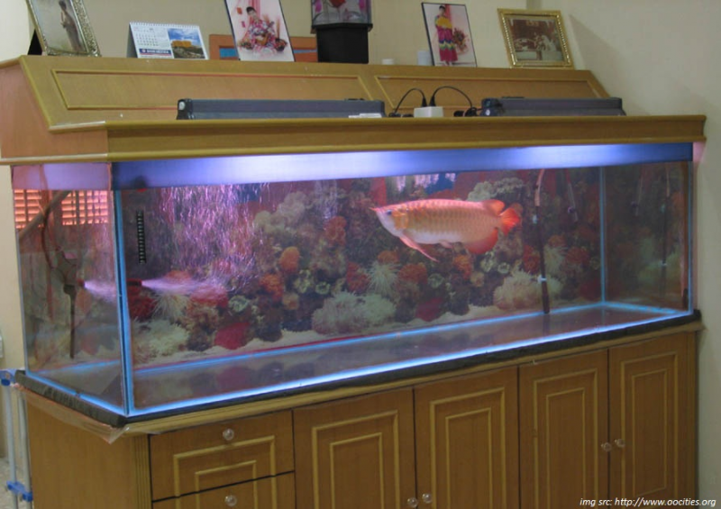 Contoh Desain Aquarium Arwana, Inspirasi Desain Aquarium Arwana, Contoh Inspirasi Desain Aquarium Arwana, Contoh Ide Desain Aquarium Arwana, Ide Desain Aquarium Arwana, Bentuk Desain Aquarium Arwana, Referensi Desain Aquarium Arwana Contoh Desain Aquarium Arwana, Inspirasi Desain Aquarium Arwana, Contoh Inspirasi Desain Aquarium Arwana, Contoh Ide Desain Aquarium Arwana, Ide Desain Aquarium Arwana, Bentuk Desain Aquarium Arwana, Referensi Desain Aquarium Arwana