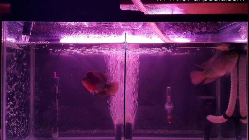 Contoh Desain Aquarium Arwana, Inspirasi Desain Aquarium Arwana, Contoh Inspirasi Desain Aquarium Arwana, Contoh Ide Desain Aquarium Arwana, Ide Desain Aquarium Arwana, Bentuk Desain Aquarium Arwana, Referensi Desain Aquarium Arwana Contoh Desain Aquarium Arwana, Inspirasi Desain Aquarium Arwana, Contoh Inspirasi Desain Aquarium Arwana, Contoh Ide Desain Aquarium Arwana, Ide Desain Aquarium Arwana, Bentuk Desain Aquarium Arwana, Referensi Desain Aquarium Arwana