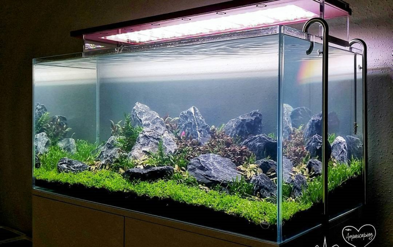 Contoh Desain Aquarium Arwana, Inspirasi Desain Aquarium Arwana, Contoh Inspirasi Desain Aquarium Arwana, Contoh Ide Desain Aquarium Arwana, Ide Desain Aquarium Arwana, Bentuk Desain Aquarium Arwana, Referensi Desain Aquarium Arwana Contoh Desain Aquarium Arwana, Inspirasi Desain Aquarium Arwana, Contoh Inspirasi Desain Aquarium Arwana, Contoh Ide Desain Aquarium Arwana, Ide Desain Aquarium Arwana, Bentuk Desain Aquarium Arwana, Referensi Desain Aquarium Arwana