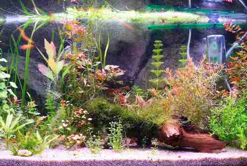 Contoh Desain Aquarium Arwana, Inspirasi Desain Aquarium Arwana, Contoh Inspirasi Desain Aquarium Arwana, Contoh Ide Desain Aquarium Arwana, Ide Desain Aquarium Arwana, Bentuk Desain Aquarium Arwana, Referensi Desain Aquarium Arwana Contoh Desain Aquarium Arwana, Inspirasi Desain Aquarium Arwana, Contoh Inspirasi Desain Aquarium Arwana, Contoh Ide Desain Aquarium Arwana, Ide Desain Aquarium Arwana, Bentuk Desain Aquarium Arwana, Referensi Desain Aquarium Arwana