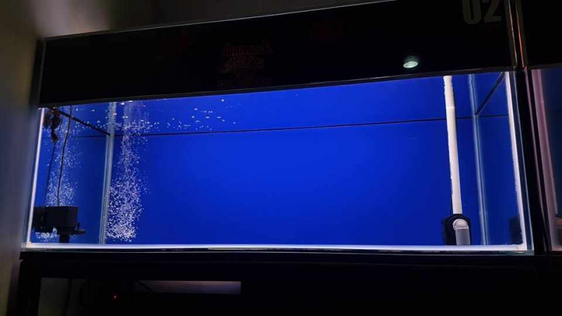 Contoh Desain Aquarium Arwana, Inspirasi Desain Aquarium Arwana, Contoh Inspirasi Desain Aquarium Arwana, Contoh Ide Desain Aquarium Arwana, Ide Desain Aquarium Arwana, Bentuk Desain Aquarium Arwana, Referensi Desain Aquarium Arwana Contoh Desain Aquarium Arwana, Inspirasi Desain Aquarium Arwana, Contoh Inspirasi Desain Aquarium Arwana, Contoh Ide Desain Aquarium Arwana, Ide Desain Aquarium Arwana, Bentuk Desain Aquarium Arwana, Referensi Desain Aquarium Arwana