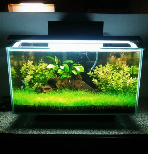 Contoh Desain Aquarium Arwana, Inspirasi Desain Aquarium Arwana, Contoh Inspirasi Desain Aquarium Arwana, Contoh Ide Desain Aquarium Arwana, Ide Desain Aquarium Arwana, Bentuk Desain Aquarium Arwana, Referensi Desain Aquarium Arwana Contoh Desain Aquarium Arwana, Inspirasi Desain Aquarium Arwana, Contoh Inspirasi Desain Aquarium Arwana, Contoh Ide Desain Aquarium Arwana, Ide Desain Aquarium Arwana, Bentuk Desain Aquarium Arwana, Referensi Desain Aquarium Arwana