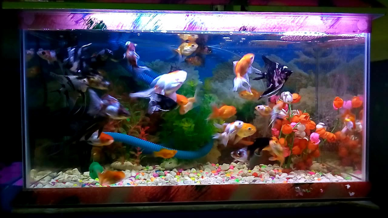 Contoh Lemari Aquarium Minimalis, Inspirasi Lemari Aquarium Minimalis, Contoh Inspirasi Lemari Aquarium Minimalis, Contoh Ide Lemari Aquarium Minimalis, Ide Lemari Aquarium Minimalis, Bentuk Lemari Aquarium Minimalis, Referensi Lemari Aquarium Minimalis