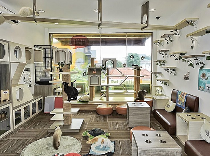 Cutie Cat and Cafe, Kemang