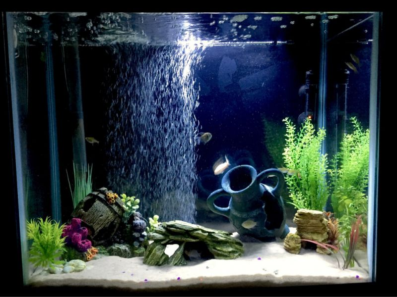 Contoh Aquarium Mini, Inspirasi Aquarium Mini, Contoh Inspirasi Aquarium Mini, Contoh Ide Aquarium Mini, Ide Aquarium Mini, Bentuk Aquarium Mini, Referensi Aquarium Mini