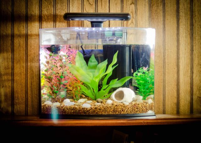 Contoh Aquarium Mini, Inspirasi Aquarium Mini, Contoh Inspirasi Aquarium Mini, Contoh Ide Aquarium Mini, Ide Aquarium Mini, Bentuk Aquarium Mini, Referensi Aquarium Mini
