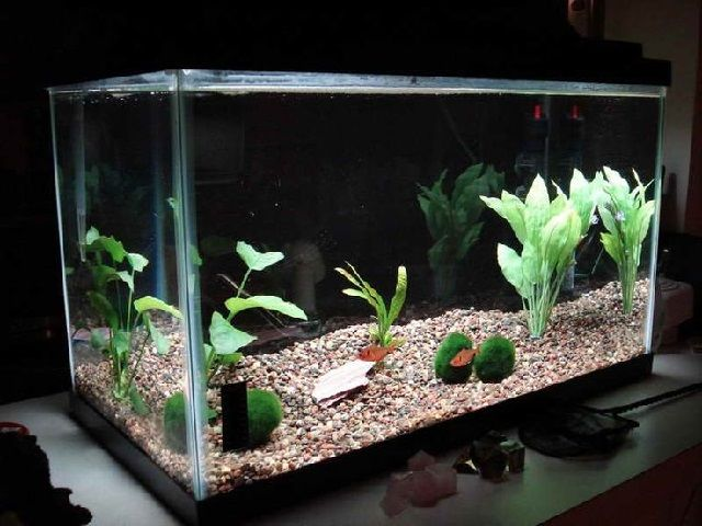 Contoh Aquarium Sederhana, Inspirasi Aquarium Sederhana, Contoh Inspirasi Aquarium Sederhana, Contoh Ide Aquarium Sederhana, Ide Aquarium Sederhana, Bentuk Aquarium Sederhana, Referensi Aquarium Sederhana