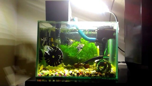 Contoh Aquarium Sederhana, Inspirasi Aquarium Sederhana, Contoh Inspirasi Aquarium Sederhana, Contoh Ide Aquarium Sederhana, Ide Aquarium Sederhana, Bentuk Aquarium Sederhana, Referensi Aquarium Sederhana