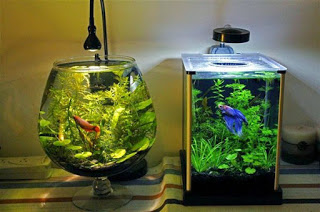 Contoh Aquarium Sederhana, Inspirasi Aquarium Sederhana, Contoh Inspirasi Aquarium Sederhana, Contoh Ide Aquarium Sederhana, Ide Aquarium Sederhana, Bentuk Aquarium Sederhana, Referensi Aquarium Sederhana