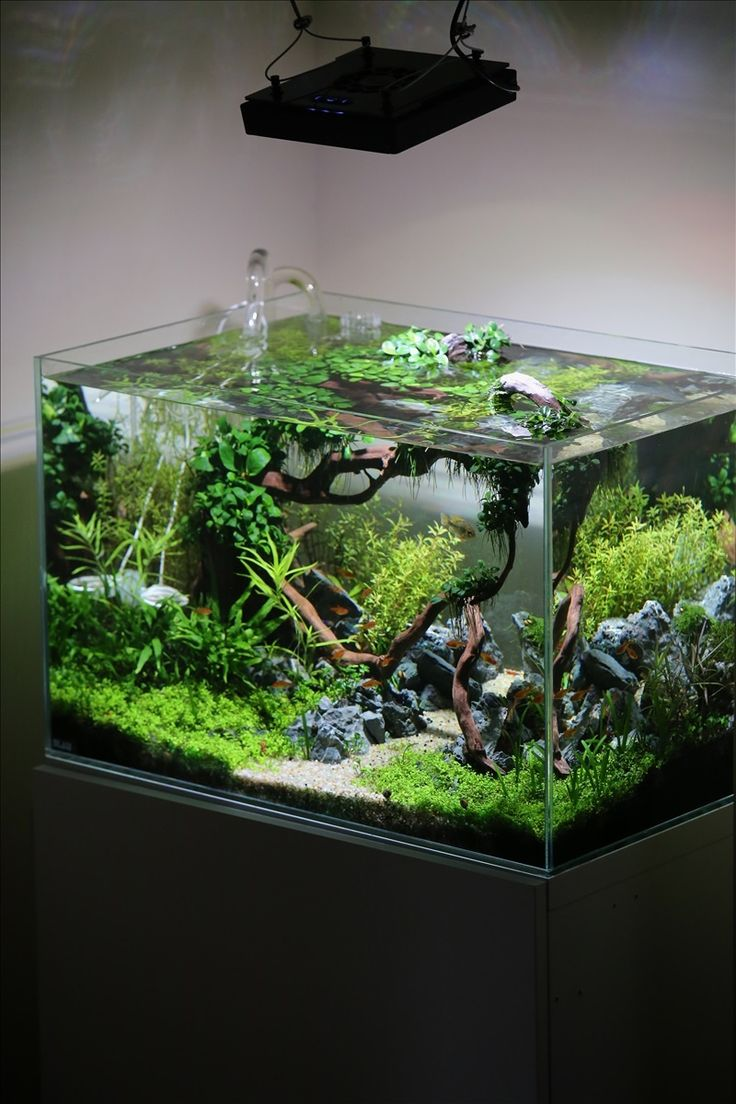 Contoh Aquarium Sederhana, Inspirasi Aquarium Sederhana, Contoh Inspirasi Aquarium Sederhana, Contoh Ide Aquarium Sederhana, Ide Aquarium Sederhana, Bentuk Aquarium Sederhana, Referensi Aquarium Sederhana