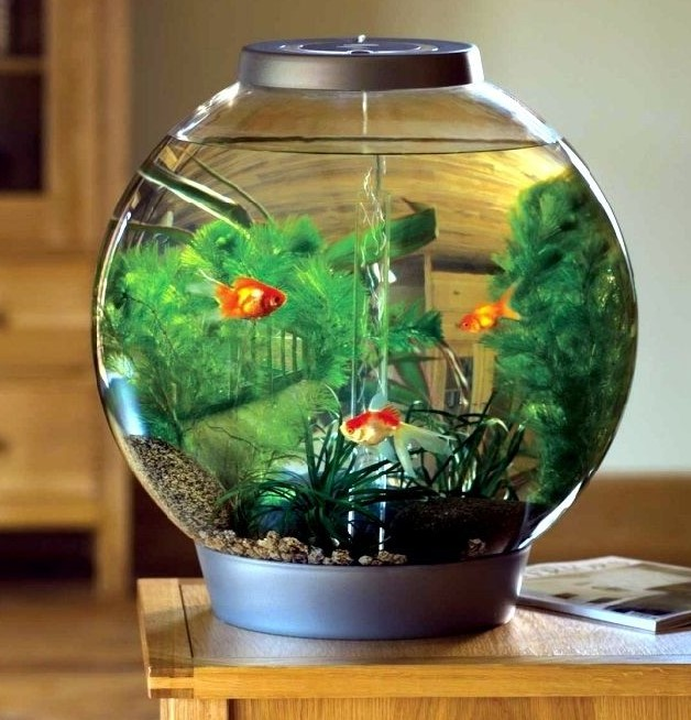 Contoh Aquarium Sederhana, Inspirasi Aquarium Sederhana, Contoh Inspirasi Aquarium Sederhana, Contoh Ide Aquarium Sederhana, Ide Aquarium Sederhana, Bentuk Aquarium Sederhana, Referensi Aquarium Sederhana