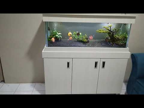 Proses Memasukkan Ikan Hias Di Aquarium Sederhana