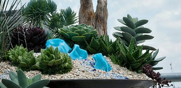 Taman Batu dan Tanaman Sukulen