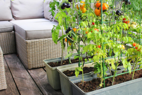 Taman Kebun Sayur dengan Kebun Vertikal