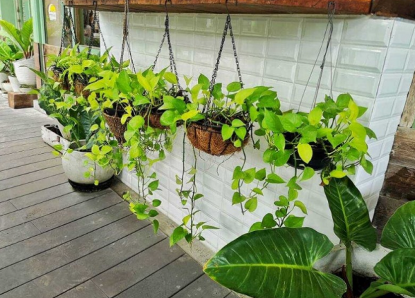 Hiasan Tanaman Gantung