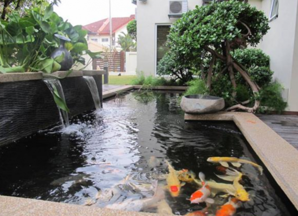 Desain Kolam Ikan Koi Minimalis Depan Rumah