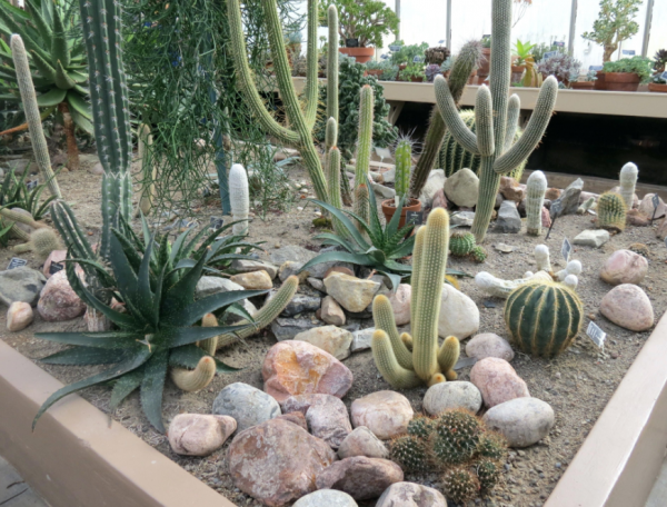 Taman kering dengan hamparan cactus