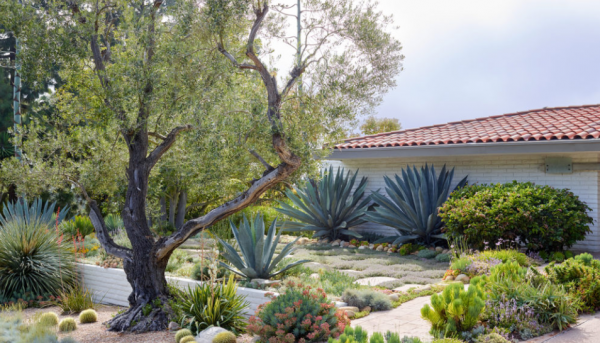 Taman kering dengan pepohonan rindang