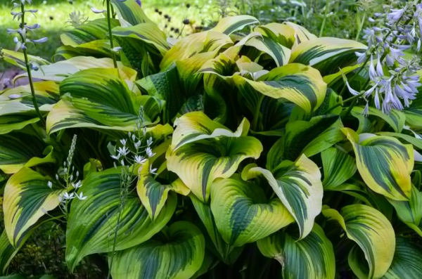 Taman kering dengan tanaman hias berdaun lebar
