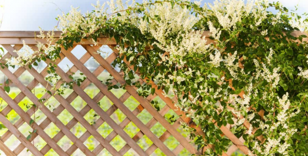 Taman kecil dengan tanaman rambat di pagar