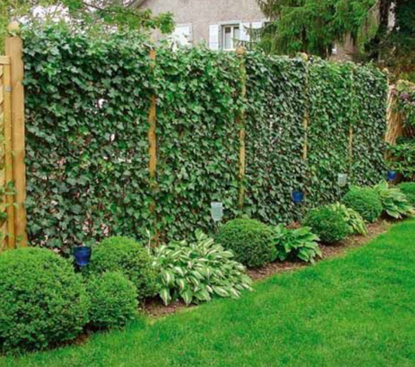Taman kecil dengan tanaman merambat di pagar