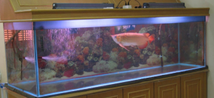30 Gambar Desain Aquarium Arwana Rapi dan Berkelas