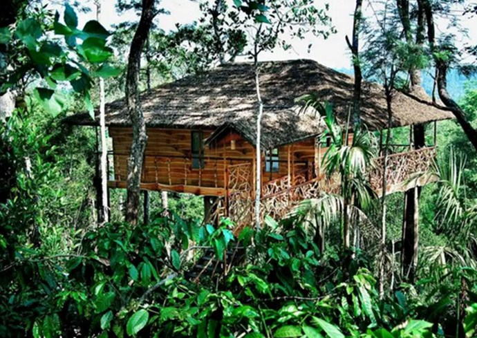 Desain Rumah Pohon di Perkebunan Kopi