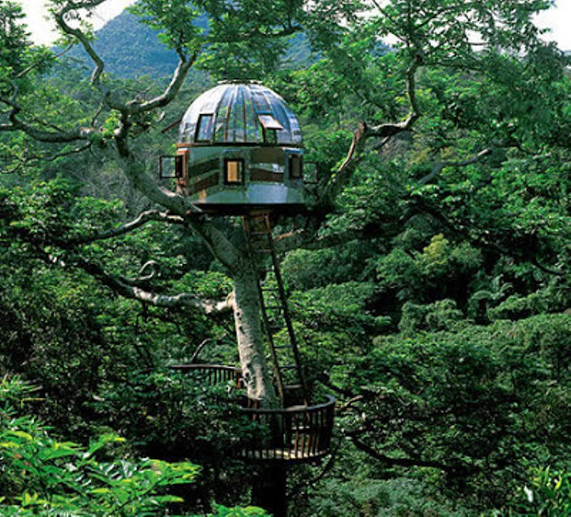 Foto Desain Rumah Pohon