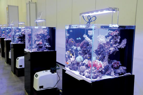 Contoh Desain Aquarium Arwana, Inspirasi Desain Aquarium Arwana, Contoh Inspirasi Desain Aquarium Arwana, Contoh Ide Desain Aquarium Arwana, Ide Desain Aquarium Arwana, Bentuk Desain Aquarium Arwana, Referensi Desain Aquarium Arwana