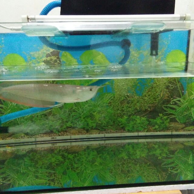 Contoh Desain Aquarium Arwana, Inspirasi Desain Aquarium Arwana, Contoh Inspirasi Desain Aquarium Arwana, Contoh Ide Desain Aquarium Arwana, Ide Desain Aquarium Arwana, Bentuk Desain Aquarium Arwana, Referensi Desain Aquarium Arwana