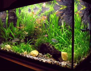 Contoh Desain Aquarium Arwana, Inspirasi Desain Aquarium Arwana, Contoh Inspirasi Desain Aquarium Arwana, Contoh Ide Desain Aquarium Arwana, Ide Desain Aquarium Arwana, Bentuk Desain Aquarium Arwana, Referensi Desain Aquarium Arwana